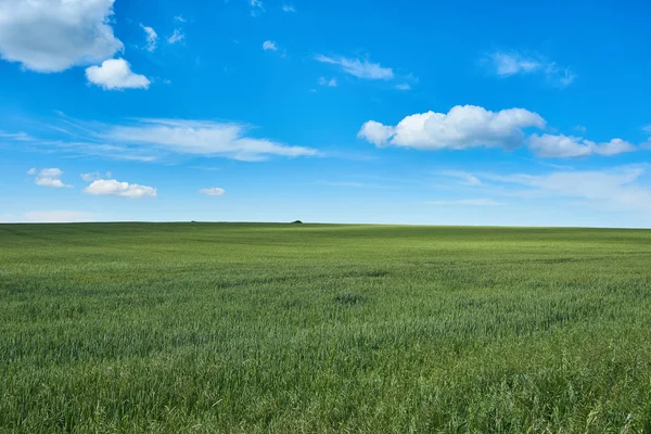 Bright Sunny Summer Day Large Clouds Green Field Young Wheat — Stock Photo, Image