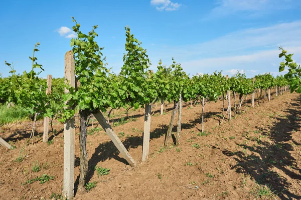 Parlak güneşli bir günde bağ bulutlar ile güzel mavi gökyüzü ile tepe üzerinde          