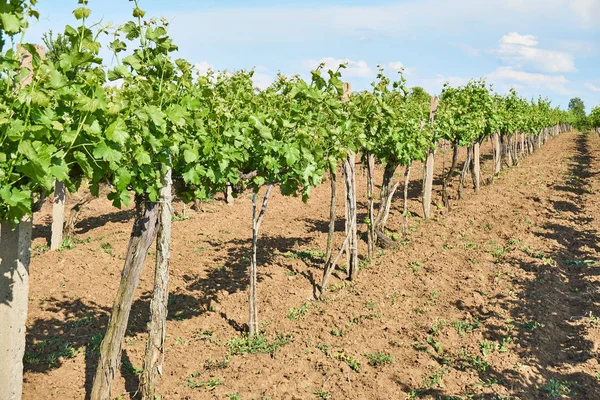 Luminosa Giornata Sole Vigneto Sopra Collina Con Bel Cielo Blu — Foto Stock