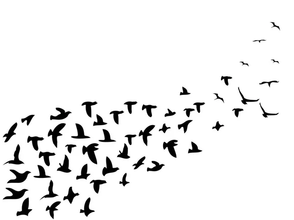 Aves Bandada Negra Aisladas Volando Fondo Blanco — Vector de stock