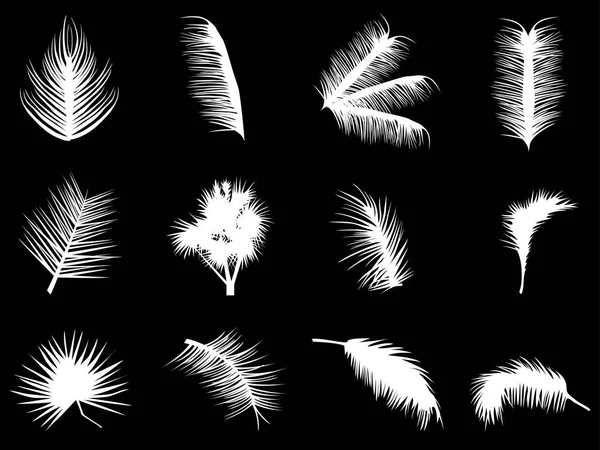 Feuilles Isolées Palmier Blanc Silhouettes Fond Noir — Image vectorielle