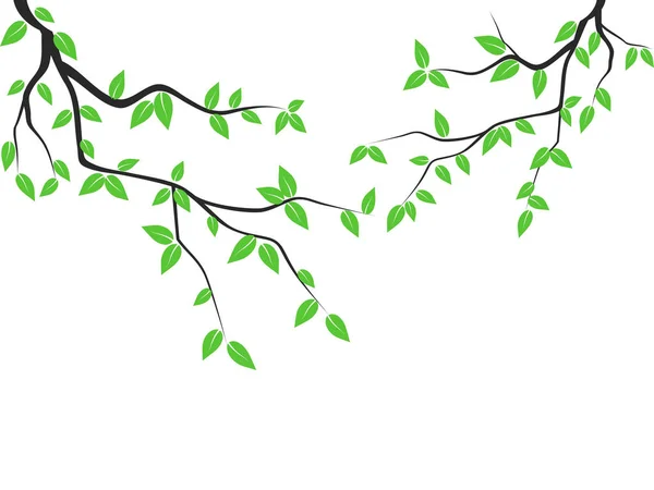 Hojas Verdes Aisladas Rama Árbol Fondo Blanco — Vector de stock