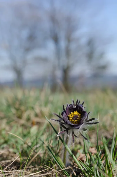 Spring Meadow Flowering Small Pasque Flower Pulsatilla Pratensis — Stock Photo, Image
