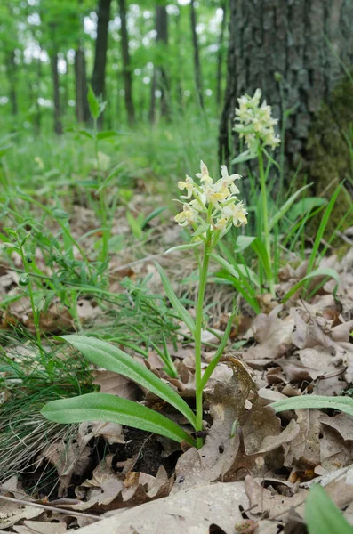 Orquídea Florida Dactylorhiza Sambucina Nas Florestas Gramíneas — Fotografia de Stock