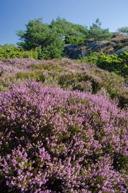 Norveç yatay, çiçekli Heather (Calluna), çam ve kayalar