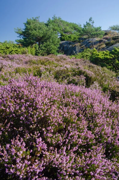 Norveç yatay, çiçekli Heather (Calluna), çam ve kayalar