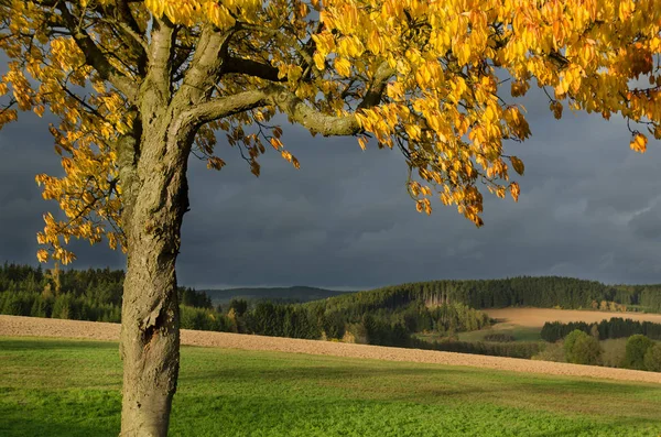 Podzimní Krajina Listy Zářivě Žluté Barvy Třešeň Temné Dramatické Nebe — Stock fotografie
