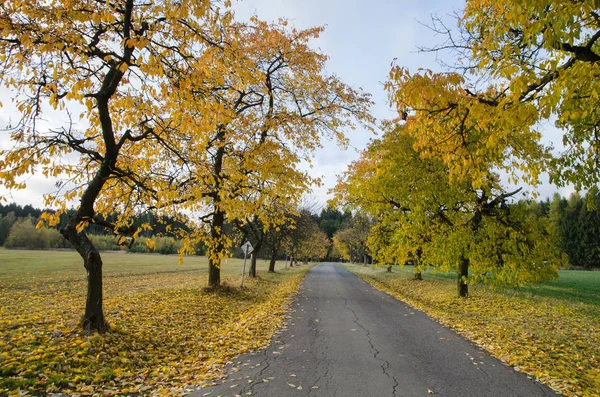 Autumnal Alley Bright Yellow Cherry Trees Tarmac Road Vysocina Czech — Stock Photo, Image