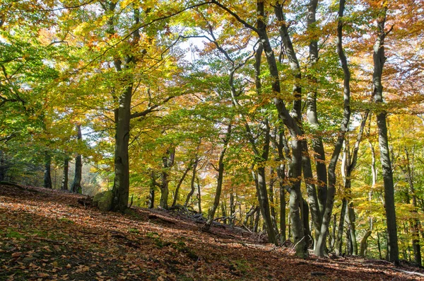 Drzew Jasnym Kolorze Liści Lesie Jesienią Mężczyzna Karpaty Mts Słowacja Zdjęcia Stockowe bez tantiem