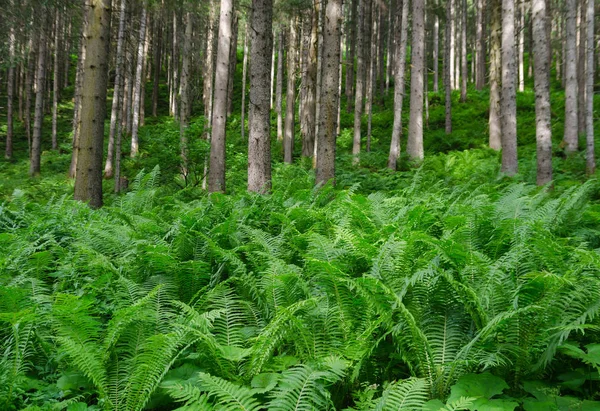 Summer spruce tree forest with bright green ferns — Stock Photo, Image