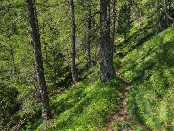 Summer Alpine forest with old larch trees and trail path — Stock Photo, Image