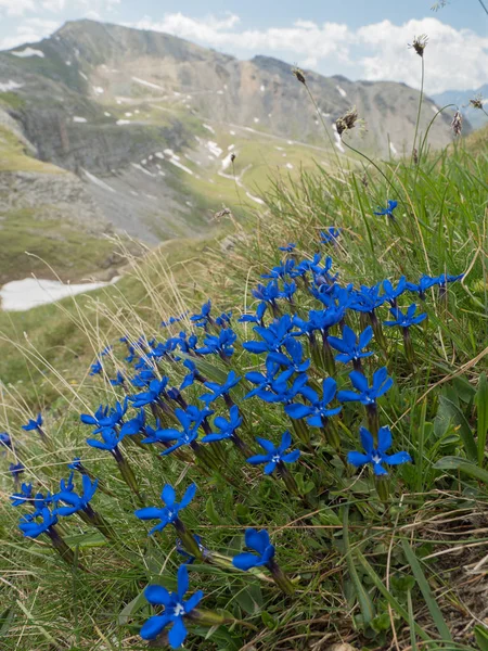 Alpine landschap met bloeiende Bitterwort en bergen — Stockfoto