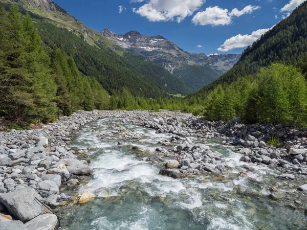 Alpina Val Sissone dal med floden, lärk träd och berg — Stockfoto