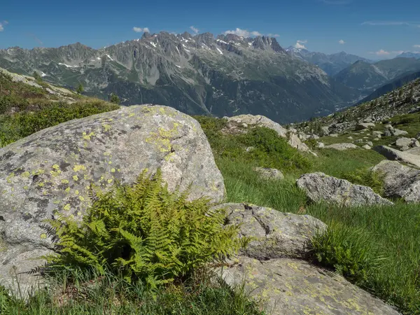 Summer Alpine landscape with boulder and fern — Stock Photo, Image