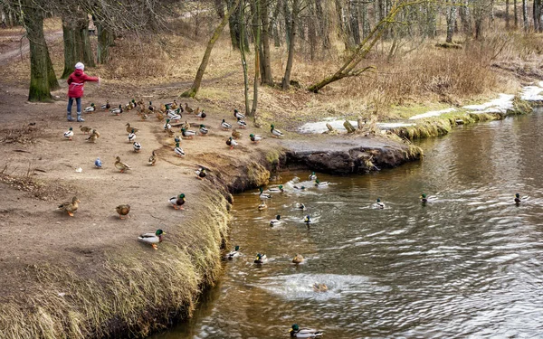 Girl Red Feeds Wild Ducks — Stock Photo, Image