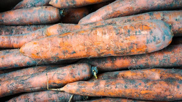 Freshly Dug Yellow Carrots Closeup — Stock Photo, Image