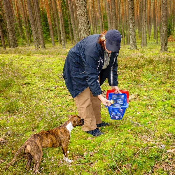 妇女在森林与狗采摘蘑菇 — 图库照片