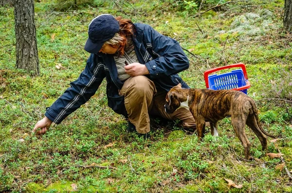 Orta Yaşlı Bir Kadın Köpek Mantar Ormandaki Arıyorsunuz — Stok fotoğraf