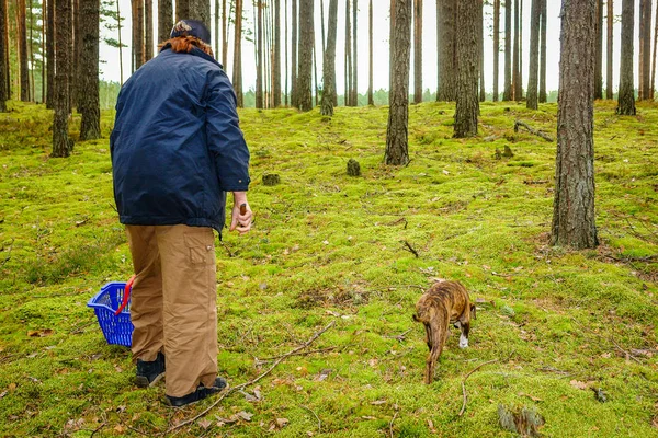 中年の女性と犬森のキノコを探して — ストック写真