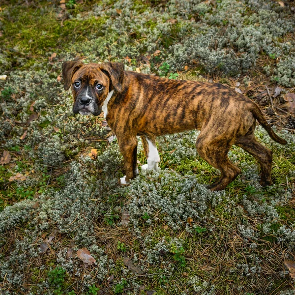 森を歩いて子犬犬のボクサー — ストック写真