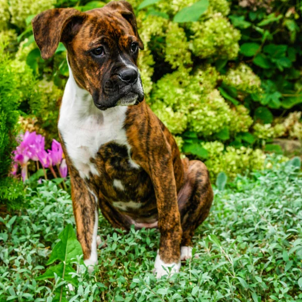 Çiçekler Arasında Oturan Alman Boksör Köpek Yavrusu — Stok fotoğraf