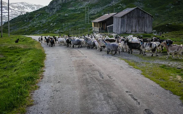 Goats Road Mountains Norway — Stock Photo, Image