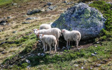 Bir grup koyun otlatma Norveç dağlarında