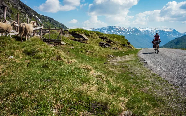 Grupo Ovejas Pastan Las Montañas Noruega Miran Ciclista Que Pasa — Foto de Stock