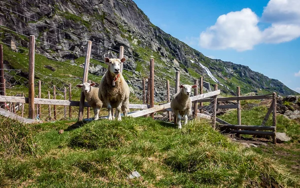 Group Sheep Graze Mountains Norway Look Passing Cyclist — Stock Photo, Image