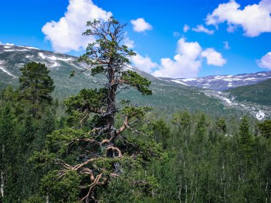 Norveç'e seyahat. Orman dağlarda