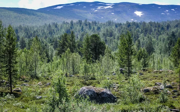 Ταξιδεύοντας Στη Νορβηγία Δάσος Στα Βουνά — Φωτογραφία Αρχείου