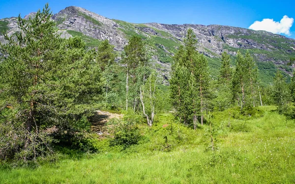 Viajar Noruega Bosque Las Montañas — Foto de Stock