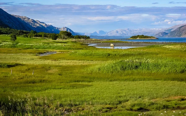 Aldeia na costa do fiorde norueguês — Fotografia de Stock