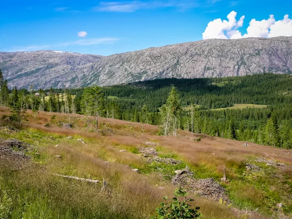 Bosque en las montañas de Noruega —  Fotos de Stock