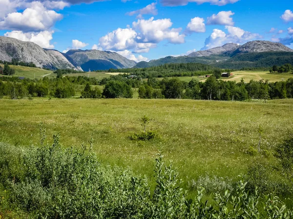 Bosque en las montañas de Noruega — Foto de Stock