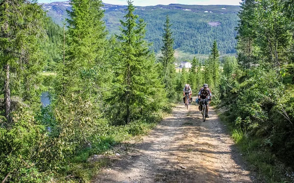 Norway mountain road passes through the forest.