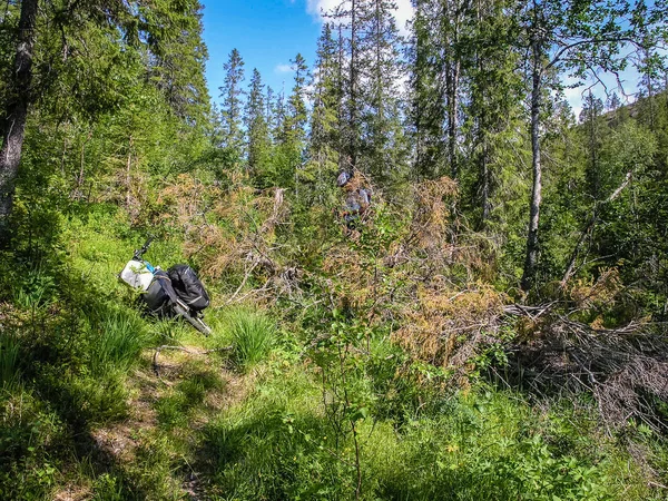 A mountain trail in Norway runs through the forest.