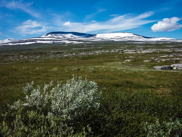 Vegetazione modesta nelle montagne della Norvegia — Foto Stock