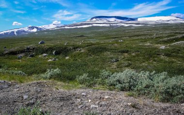 Norveç dağlarında mütevazı bitki örtüsü