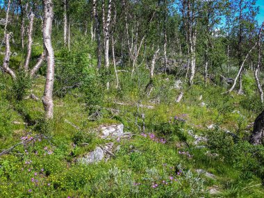 Norveç Dağları orman