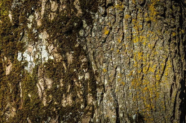 Texturen på barken på ett gammalt träd — Stockfoto