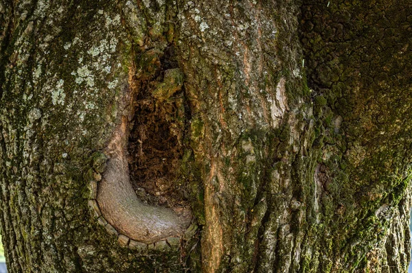 A textura da casca de uma árvore velha — Fotografia de Stock