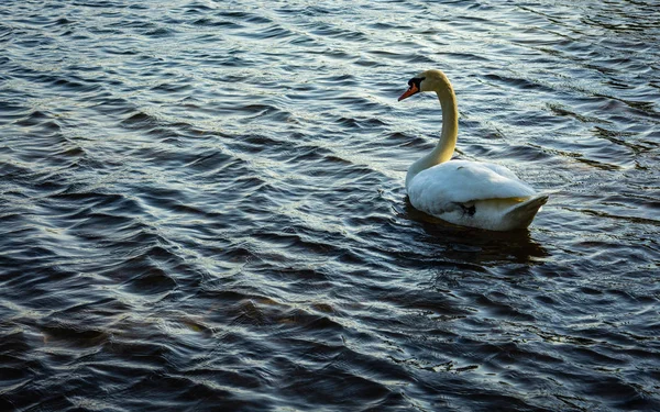 Jediná Bílá labuť v rybníčku — Stock fotografie