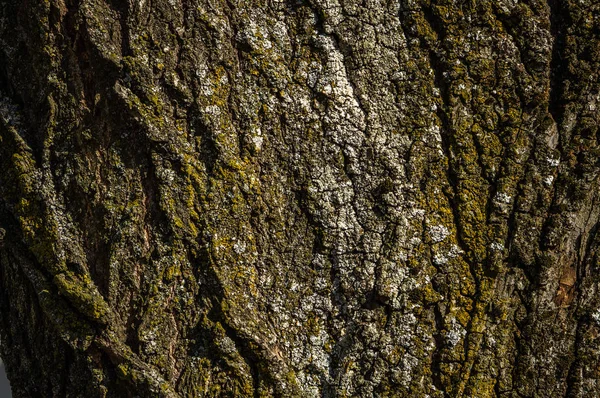 Η υφή του φλοιού ενός παλιού δέντρου — Φωτογραφία Αρχείου