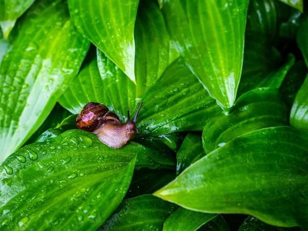 Las hojas de la planta alojan después de la lluvia con el caracol de uva — Foto de Stock