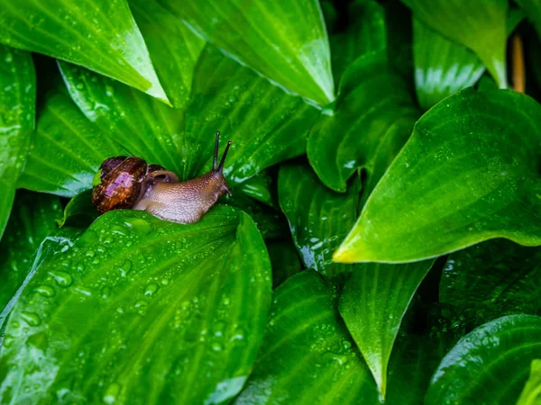 As folhas da planta hospedam após a chuva com o caracol de uva — Fotografia de Stock