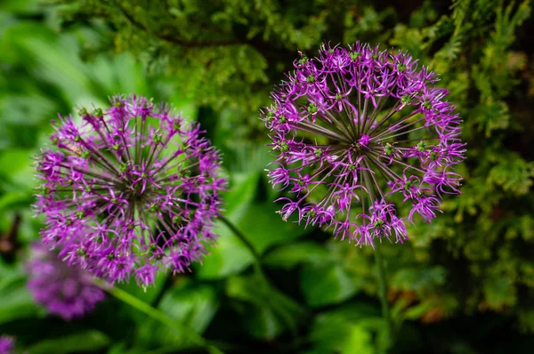 Decorative garlic flower after rain — Stock Photo, Image