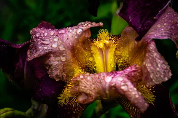 Iris blomma efter regn — Stockfoto