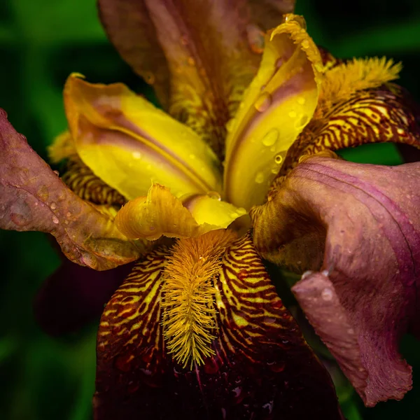 Lila Iris Blume nach Regen — Stockfoto