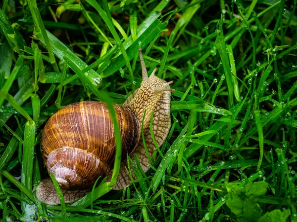 Caracol de uva rastejando na grama — Fotografia de Stock